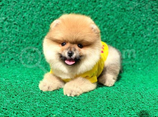Prenses Kızımız Pomeranian