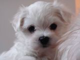 0 Numara Maltese Terier
