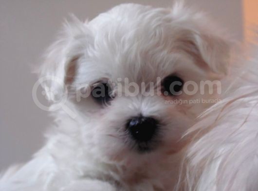 0 Numara Maltese Terier