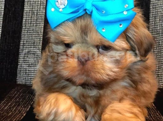 Shih Tzu Yavruları görsel