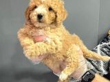 Toy Poodle Yavruları