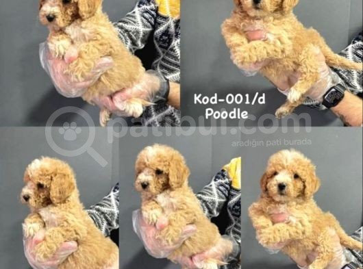 Toy Poodle Yavruları