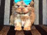 Shih Tzu Yavruları