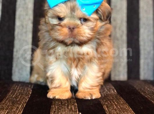 Shih Tzu Yavruları görsel