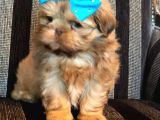 Shih Tzu Yavruları