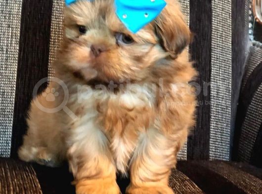 Shih Tzu Yavruları görsel