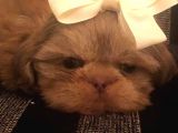 Shih Tzu Yavruları