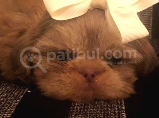Shih Tzu Yavruları görsel