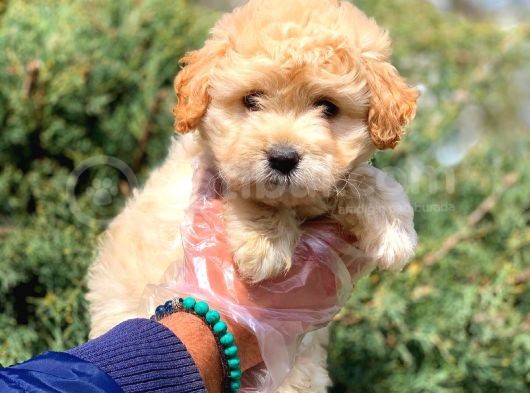 2 Aylık Erkek Ve Dişi Maltipoo Yavrular görsel