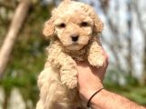 2 Aylık Erkek Ve Dişi Maltipoo Yavrular