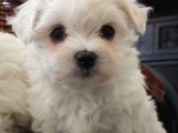 0 Numara Maltese Terier
