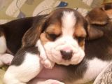 Beagle Yavruları