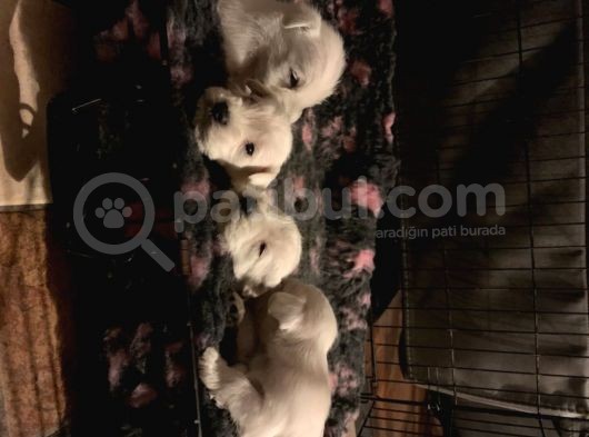 Schnauzer Yavruları