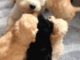 Secereli Anne Babadan Toy Poodle Yavruları