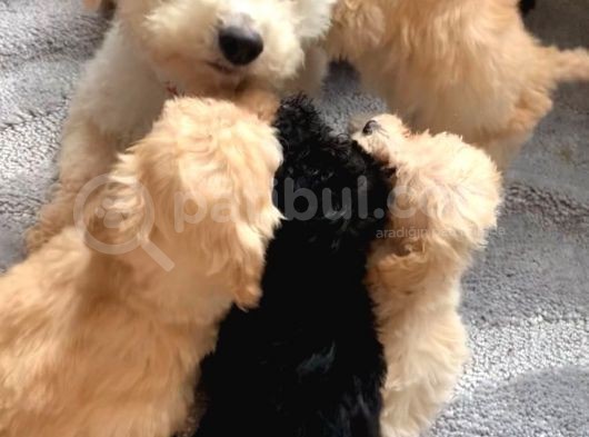 Secereli Anne Babadan Toy Poodle Yavruları görsel