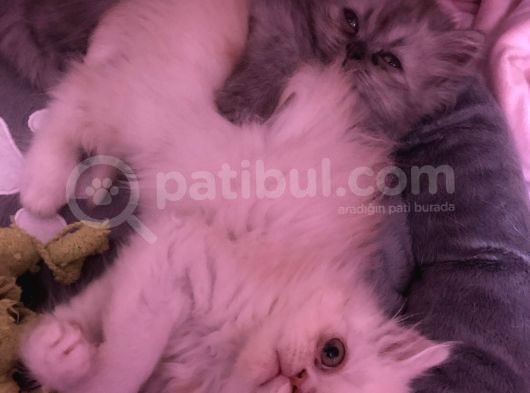 Safkan Chincihilla Yavrularımız görsel