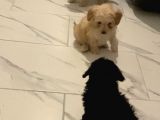 Secereli Anne Babadan Toy Poodle Yavruları