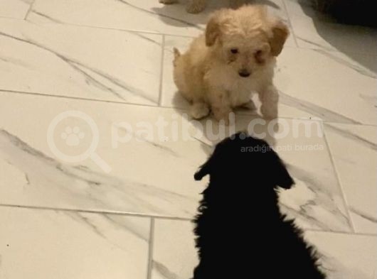 Secereli Anne Babadan Toy Poodle Yavruları görsel