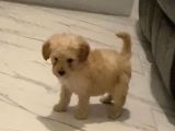 Secereli Anne Babadan Toy Poodle Yavruları