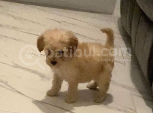 Secereli Anne Babadan Toy Poodle Yavruları görsel