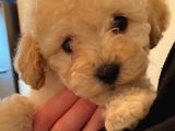 Secereli Anne Babadan Toy Poodle Yavruları