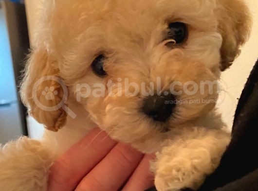 Secereli Anne Babadan Toy Poodle Yavruları görsel