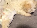 Aşıları Tam 4 Aylık Maltipoo