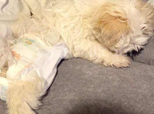 Aşıları Tam 4 Aylık Maltipoo görsel