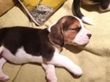 Beagle Yavruları