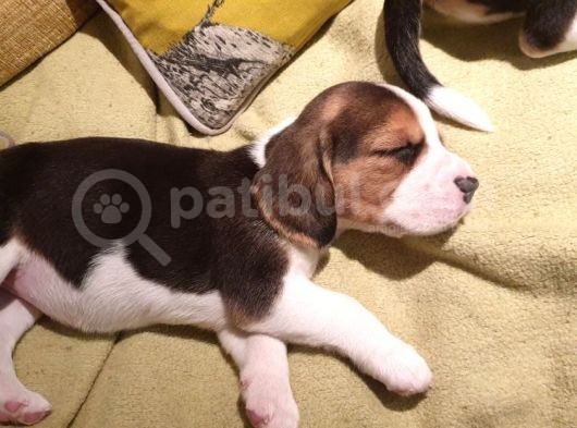 Beagle Yavruları görsel