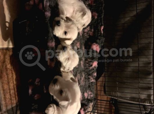 Schnauzer Yavruları görsel