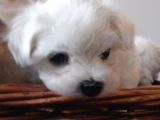 0 Numara Maltese Terier
