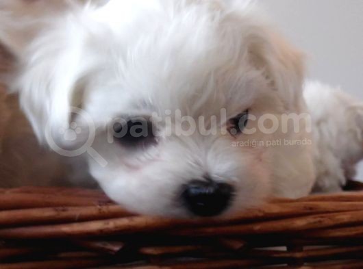 0 Numara Maltese Terier görsel