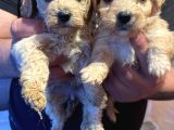 Maltipoo Yavru