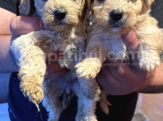 Maltipoo Yavru görsel