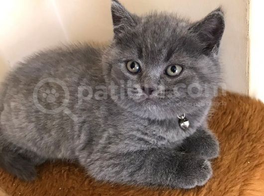 Erkek British Shorthair Yavru görsel