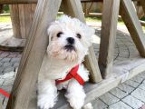 Aşıları Tam 4 Aylık Maltipoo