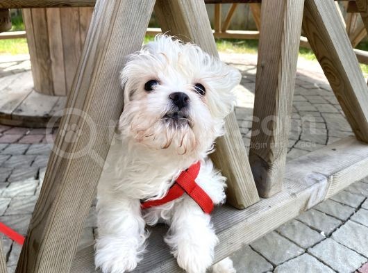 Aşıları Tam 4 Aylık Maltipoo görsel