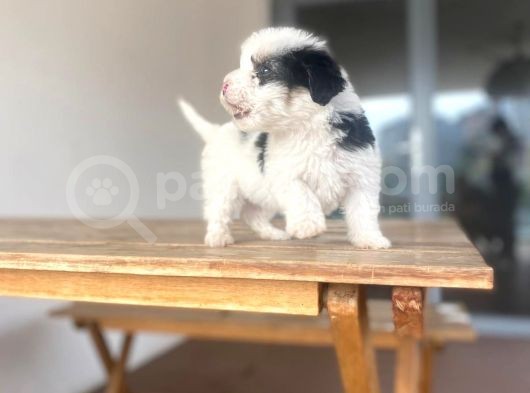 Yorki Yavrular görsel