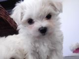 0 Numara Maltese Terier