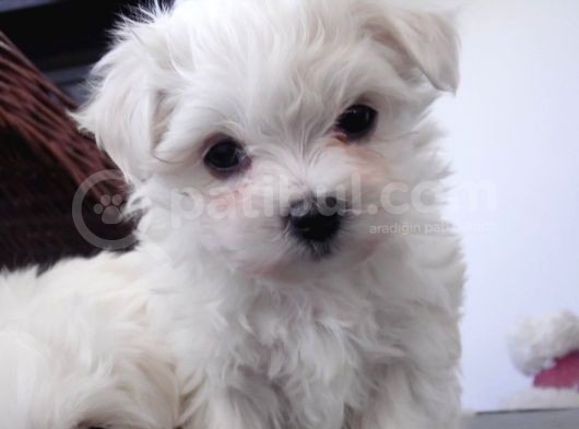 0 Numara Maltese Terier görsel