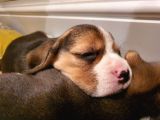 Beagle Yavruları