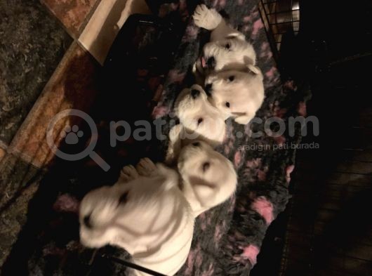 Schnauzer Yavruları görsel