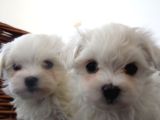 0 Numara Maltese Terier