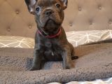 Fransız Bulldog Fazla Söze Gerek Yok