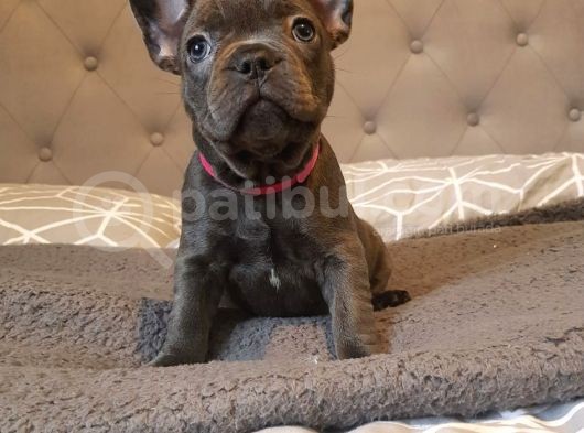 Fransız Bulldog Fazla Söze Gerek Yok