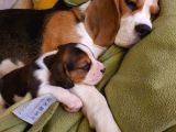 Beagle Yavruları