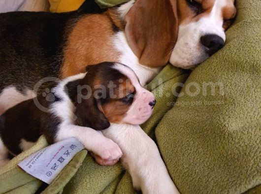 Beagle Yavruları görsel