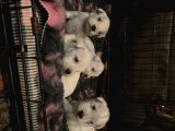 Schnauzer Yavruları