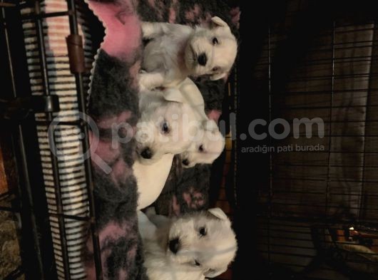 Schnauzer Yavruları görsel